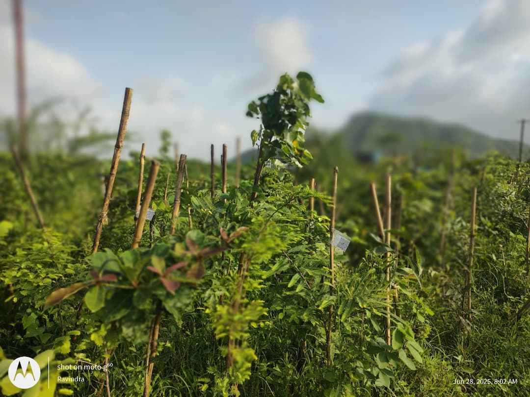 ๐ฑ Sasya Shyamala Bharati โ Urban Forest Program Image 3